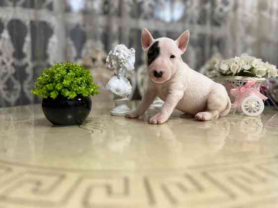 Щенки миниатюрного бультерьера Донецк