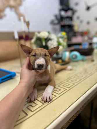 Щенки миниатюрного бультерьера Донецк