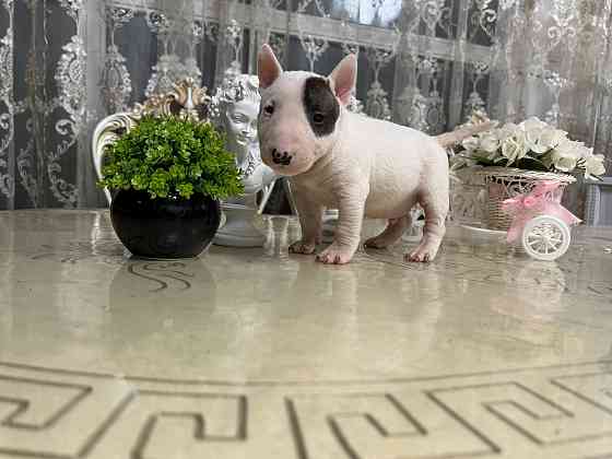 Щенки миниатюрного бультерьера Донецк