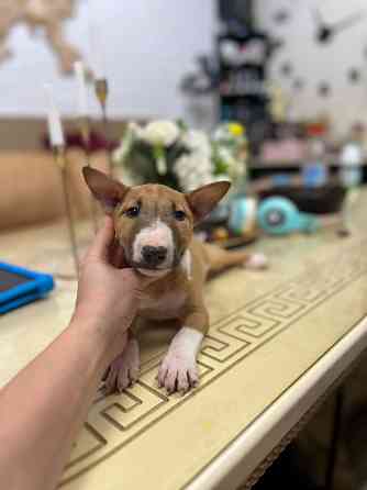 Щенки миниатюрного бультерьера Донецк