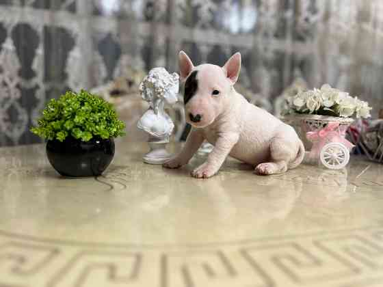 Щенки миниатюрного бультерьера Донецк