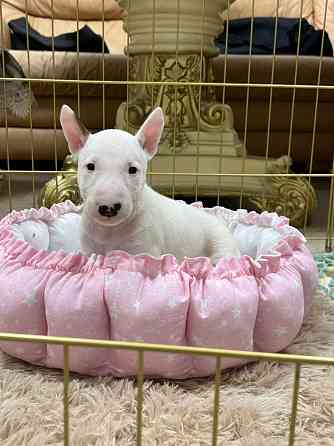 Щенки миниатюрного бультерьера Донецк