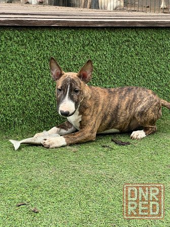 Щенки миниатюрного бультерьера Донецк - изображение 7