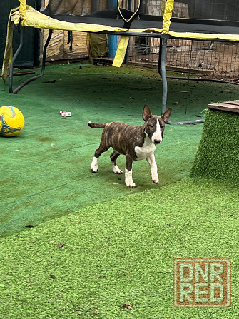 Щенки миниатюрного бультерьера Донецк - изображение 6