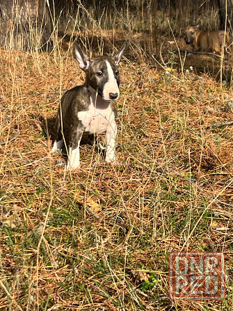 Щенки миниатюрного бультерьера Донецк - изображение 2