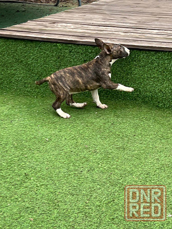 Щенки миниатюрного бультерьера Донецк - изображение 5