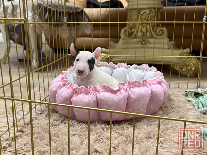 Щенки миниатюрного бультерьера Донецк - изображение 4