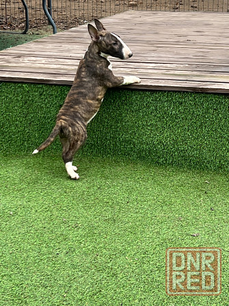 Щенки миниатюрного бультерьера Донецк - изображение 4