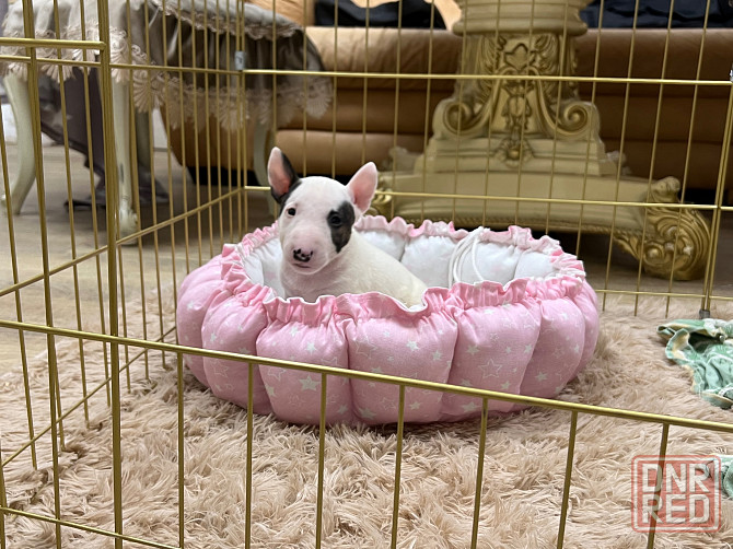 Щенки миниатюрного бультерьера Донецк - изображение 3