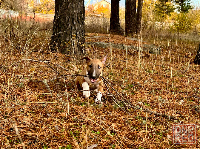 Щенки миниатюрного бультерьера Донецк - изображение 4