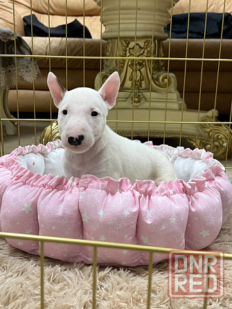 Щенки миниатюрного бультерьера Донецк - изображение 1