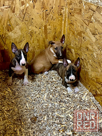 Щенки миниатюрного бультерьера Донецк - изображение 1