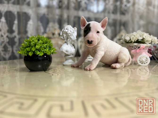 Щенки миниатюрного бультерьера Донецк - изображение 1