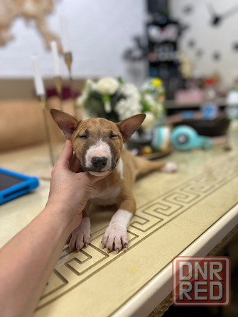 Щенки миниатюрного бультерьера Донецк - изображение 5