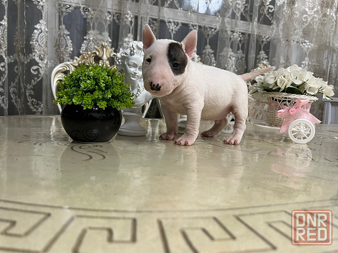 Щенки миниатюрного бультерьера Донецк - изображение 3