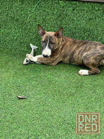 Щенки миниатюрного бультерьера Донецк - изображение 8