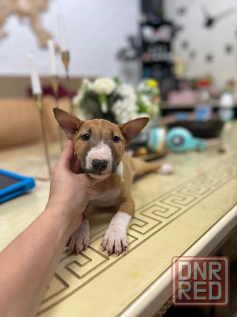 Щенки миниатюрного бультерьера Донецк - изображение 6