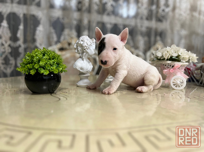 Щенки миниатюрного бультерьера Донецк - изображение 2