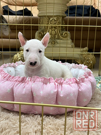 Щенки миниатюрного бультерьера Донецк - изображение 2