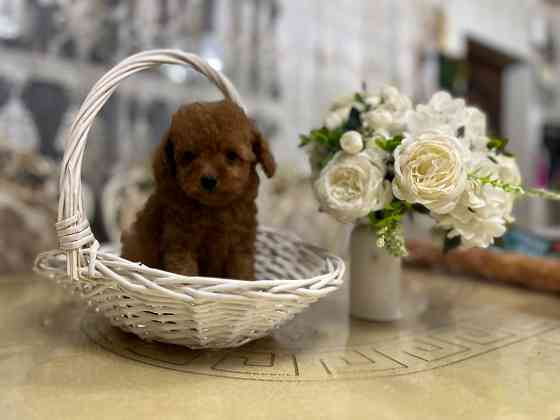 Девочки той пуделя Донецк