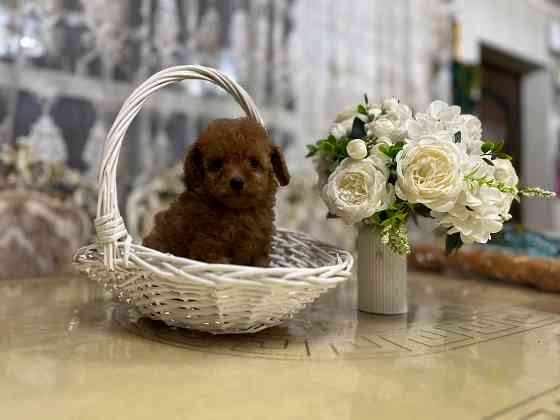 Девочки той пуделя Донецк