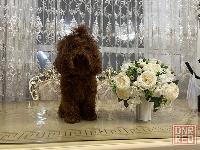 Девочки той пуделя Донецк - изображение 2