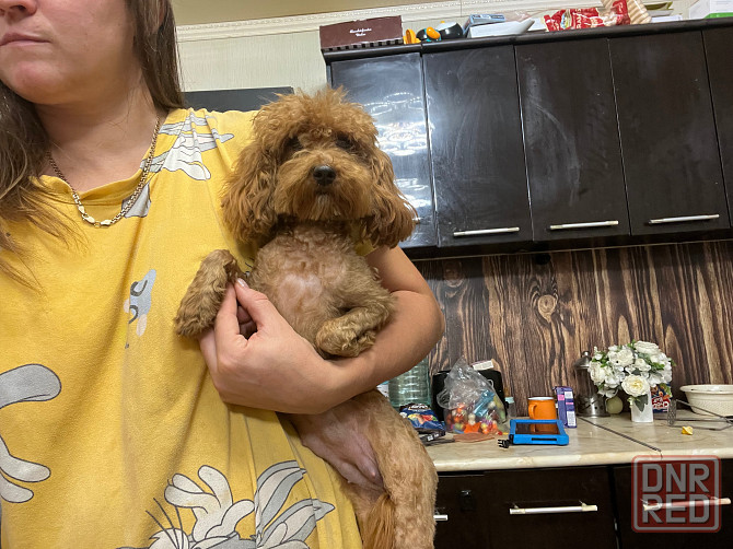 Девочки той пуделя Донецк - изображение 8