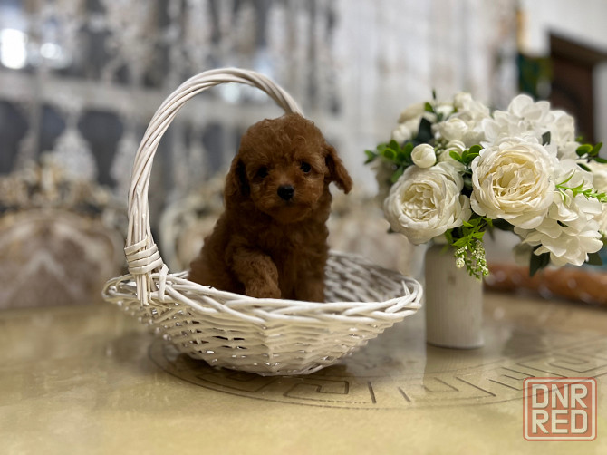 Девочки той пуделя Донецк - изображение 5