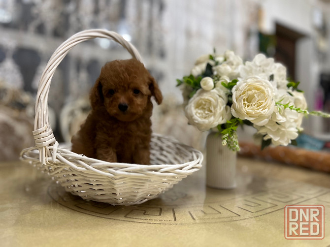 Девочки той пуделя Донецк - изображение 7