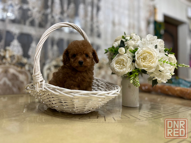 Девочки той пуделя Донецк - изображение 6