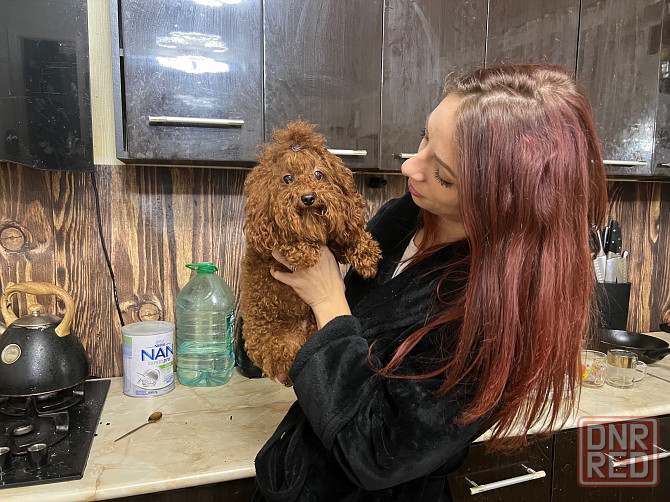 Девочки той пуделя Донецк - изображение 1