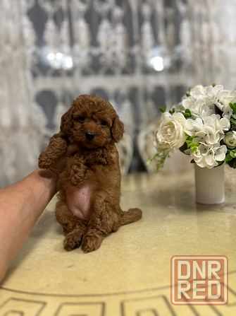 Девочки той пуделя Донецк - изображение 3