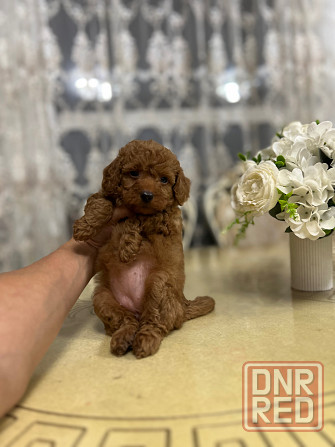 Девочки той пуделя Донецк - изображение 4