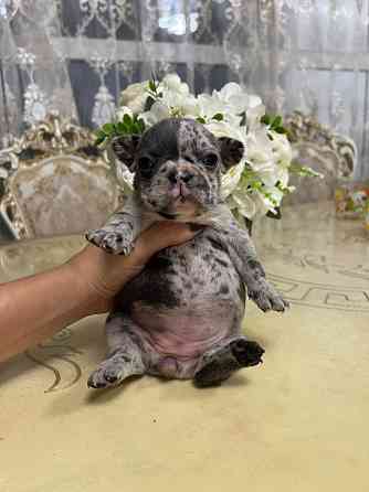 Щенки французского бульдога Донецк