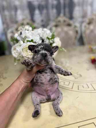 Щенки французского бульдога Донецк