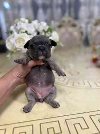 Щенки французского бульдога Донецк