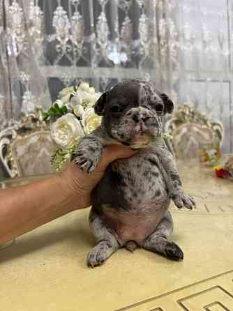 Щенки французского бульдога Донецк