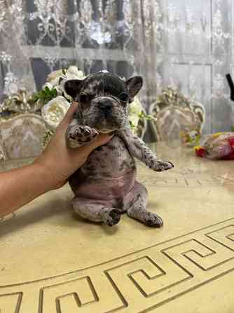 Щенки французского бульдога Донецк