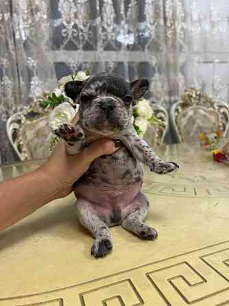 Щенки французского бульдога Донецк