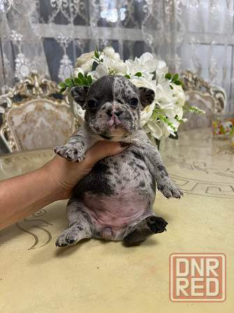 Щенки французского бульдога Донецк - изображение 4