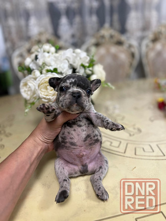 Щенки французского бульдога Донецк - изображение 1