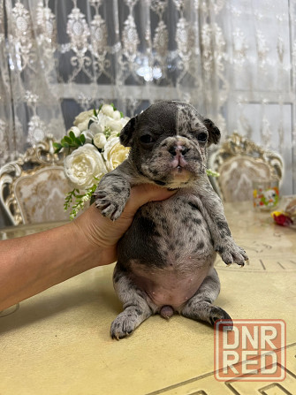 Щенки французского бульдога Донецк - изображение 5