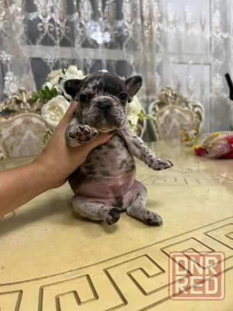 Щенки французского бульдога Донецк - изображение 2