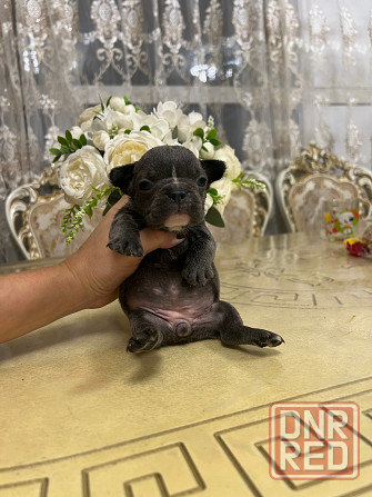 Щенки французского бульдога Донецк - изображение 7