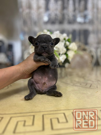 Щенки французского бульдога Донецк - изображение 8