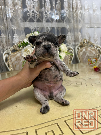 Щенки французского бульдога Донецк - изображение 3