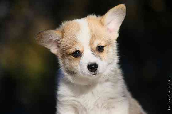 Щенки девочки вельш корги пемброк племенной питомник TelmanHaus Мариуполь