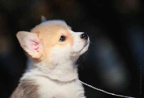 Щенки девочки вельш корги пемброк племенной питомник TelmanHaus Мариуполь