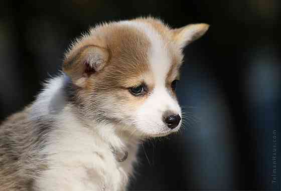 Щенки девочки вельш корги пемброк племенной питомник TelmanHaus Мариуполь