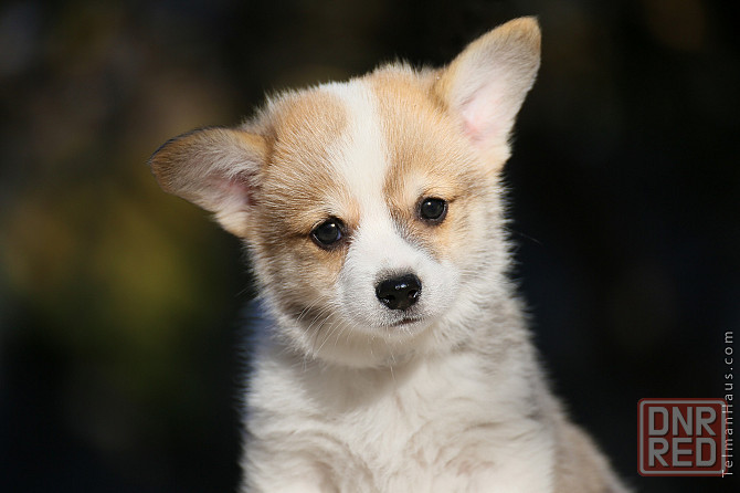 Щенки девочки вельш корги пемброк племенной питомник TelmanHaus Мариуполь - изображение 2